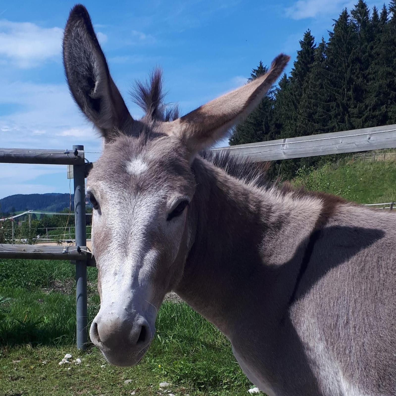 Ferienhof Allgaeumax Füssen Exteriér fotografie