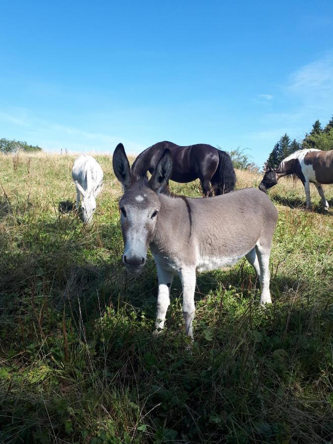 Ferienhof Allgaeumax Füssen Exteriér fotografie
